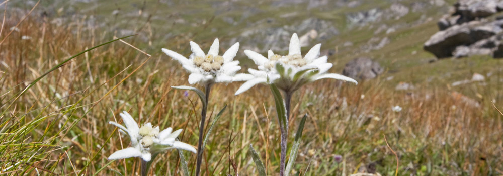 Impressum Swiss Continence Foundation